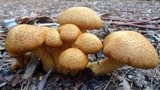 Phaeolepiota aurea image