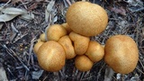 Phaeolepiota aurea image