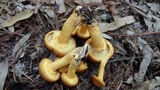 Phaeolepiota aurea image