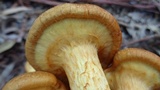 Phaeolepiota aurea image