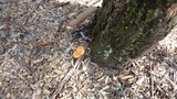 Phaeolepiota aurea image