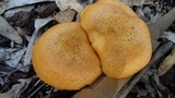 Phaeolepiota aurea image