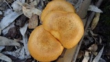 Phaeolepiota aurea image