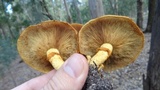 Phaeolepiota aurea image