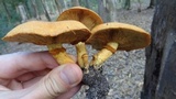 Phaeolepiota aurea image