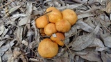 Pseudogymnopilus pampeanus image