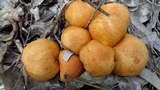 Pseudogymnopilus pampeanus image