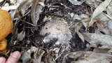Pseudogymnopilus pampeanus image