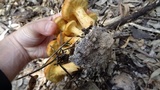 Pseudogymnopilus pampeanus image