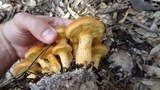 Pseudogymnopilus pampeanus image