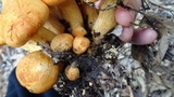 Pseudogymnopilus pampeanus image