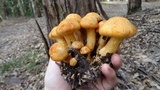 Pseudogymnopilus pampeanus image