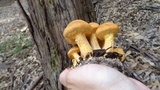 Pseudogymnopilus pampeanus image
