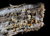 Arachnopeziza aurelia image
