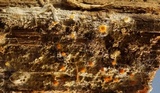 Arachnopeziza aurelia image