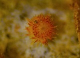 Arachnopeziza aurelia image