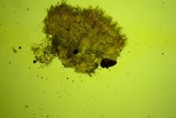 Arachnopeziza aurelia image