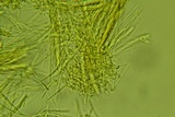 Arachnopeziza aurelia image