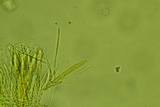 Arachnopeziza aurelia image