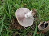 Stropharia coronilla image