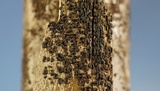 Anteaglonium parvulum image
