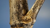 Anteaglonium parvulum image