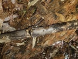 Anteaglonium parvulum image