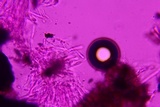 Anteaglonium parvulum image