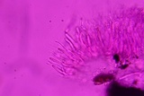 Anteaglonium parvulum image