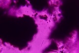Anteaglonium parvulum image