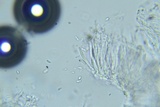 Anteaglonium parvulum image