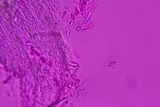 Henningsomyces candidus image