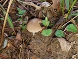 Psathyrella incerta image