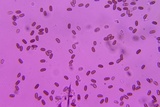 Psathyrella incerta image