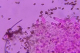 Psathyrella incerta image