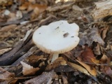 Pluteus hongoi image