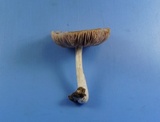 Pluteus hongoi image