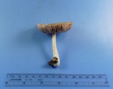 Pluteus hongoi image