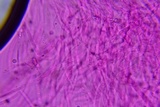 Pluteus hongoi image