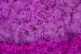 Pluteus hongoi image