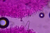 Pluteus hongoi image