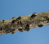Eutryblidiella hysterina image