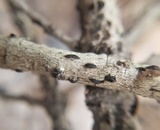 Eutryblidiella hysterina image