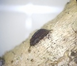 Eutryblidiella hysterina image