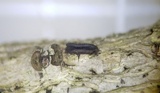 Eutryblidiella hysterina image