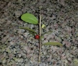 Eutryblidiella hysterina image