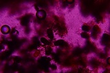 Eutryblidiella hysterina image
