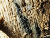 Claussenomyces olivaceus image