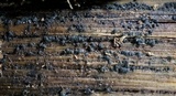 Claussenomyces olivaceus image