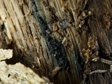 Claussenomyces olivaceus image